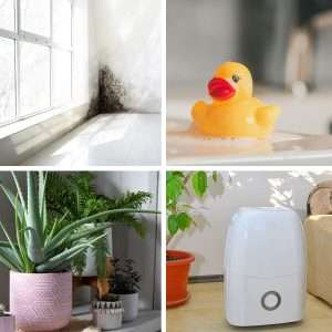 Read more about the article Mould Allergy: How to Reduce Exposure to Mould at Home