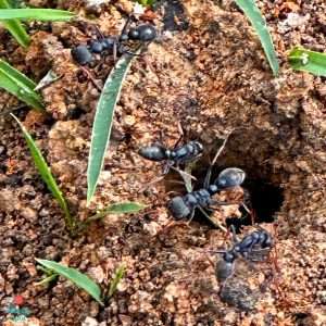 Read more about the article What You Need To Know About Jack Jumper Ant (Hopper Ant) Allergy