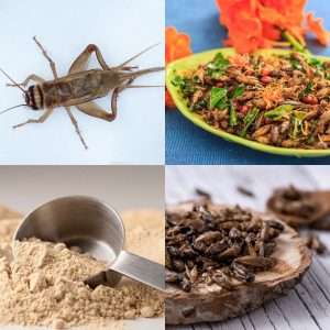 Read more about the article Edible Cricket Allergy? High In Protein, Risky For Some