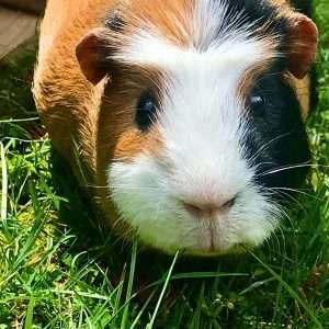 Read more about the article Guinea Pig Allergies: When Cute Cavies Make You Itch