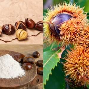 Read more about the article Chestnuts and Tree Nut Allergy: What You Need to Know