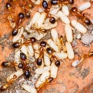 Read more about the article Watch Out For Allergy To Red Imported Fire Ants